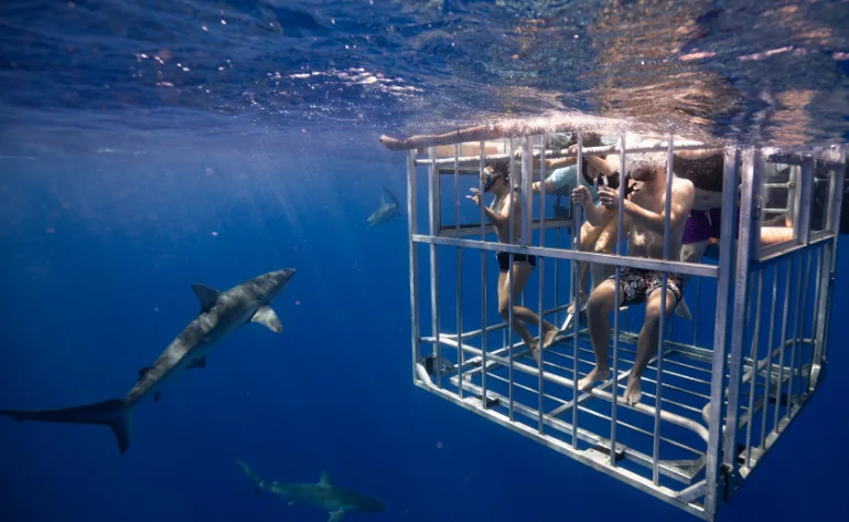 Common Safety Concerns about Shark Cage Diving