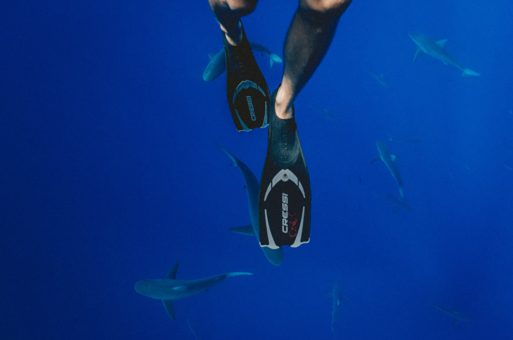 Gray reef sharks