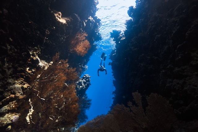 Shark Diving Experience