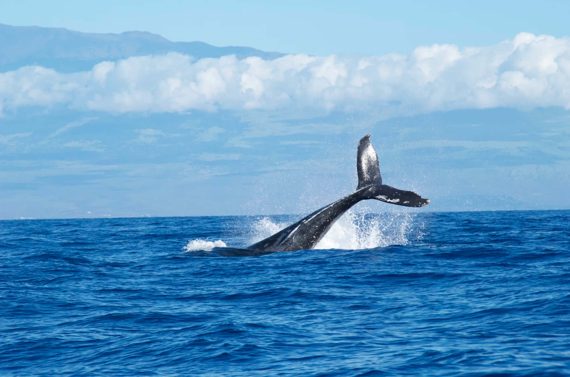 Whale watching near Maui