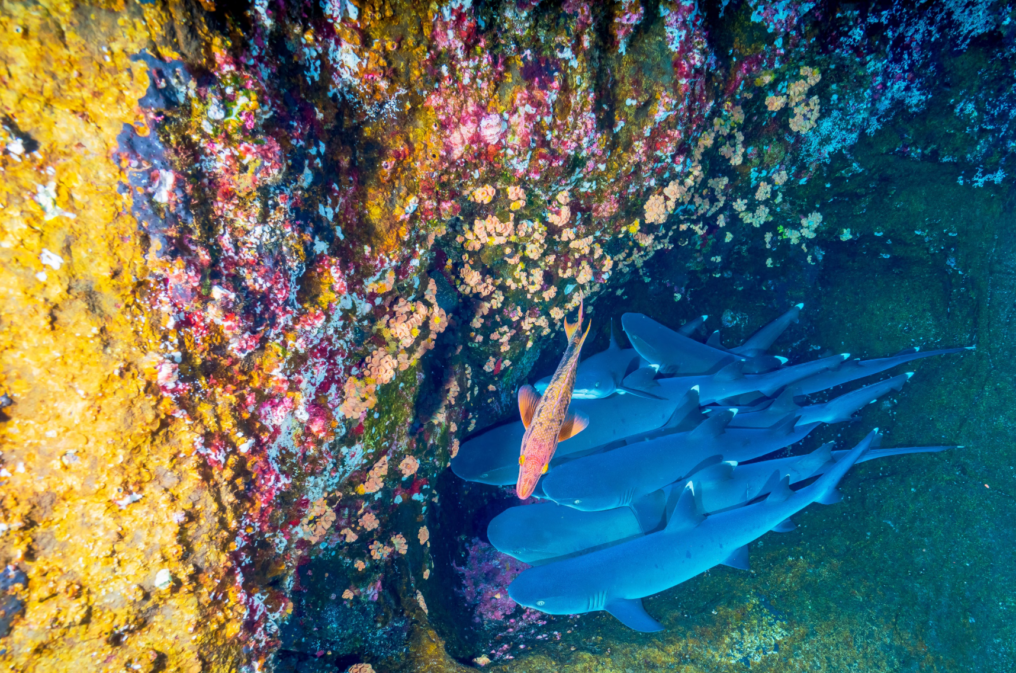 clear waters around Hawaii