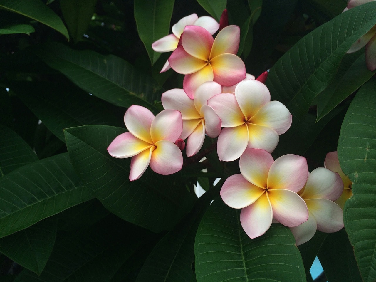 Craft Your Lei