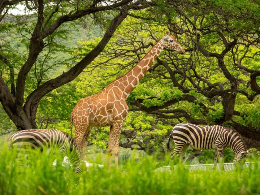 Honolulu Zoo