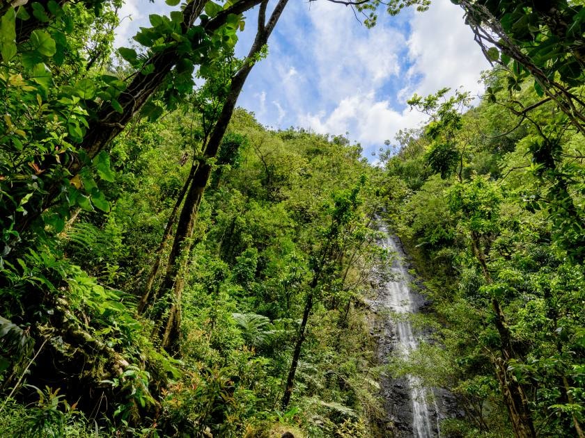 Manoa Falls