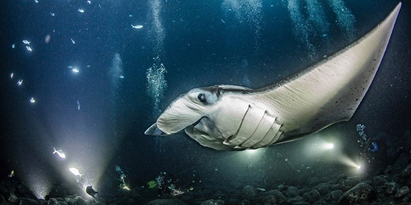 Snorkel with Manta Rays