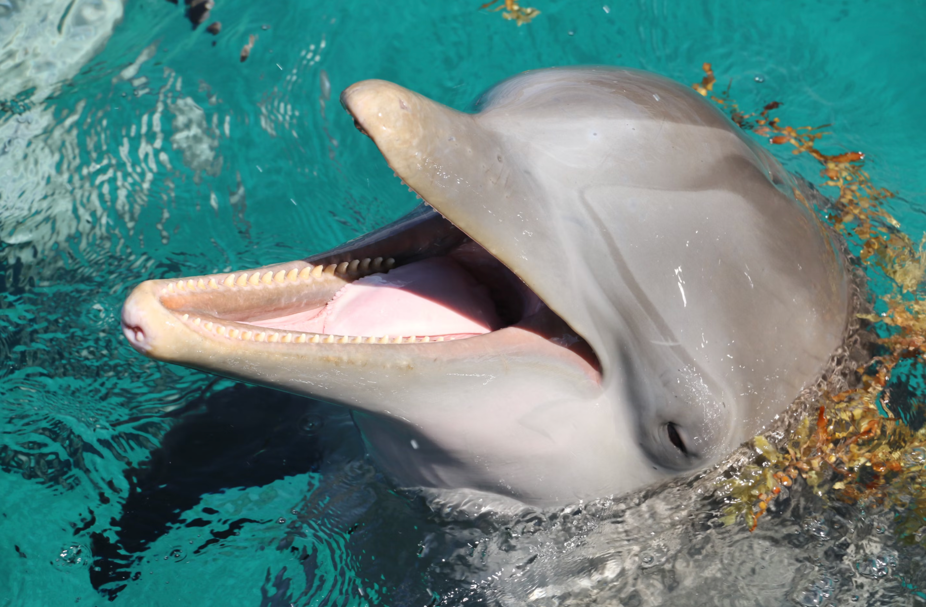 Swimming with Dolphins