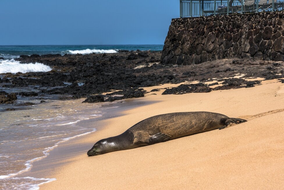 Things To Do In Kauai