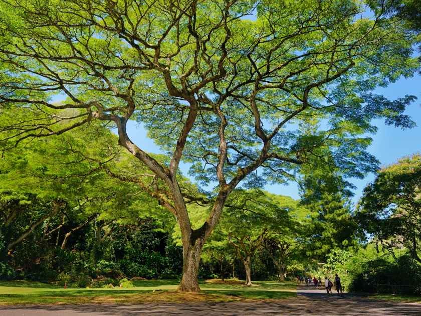 Waimea Valley