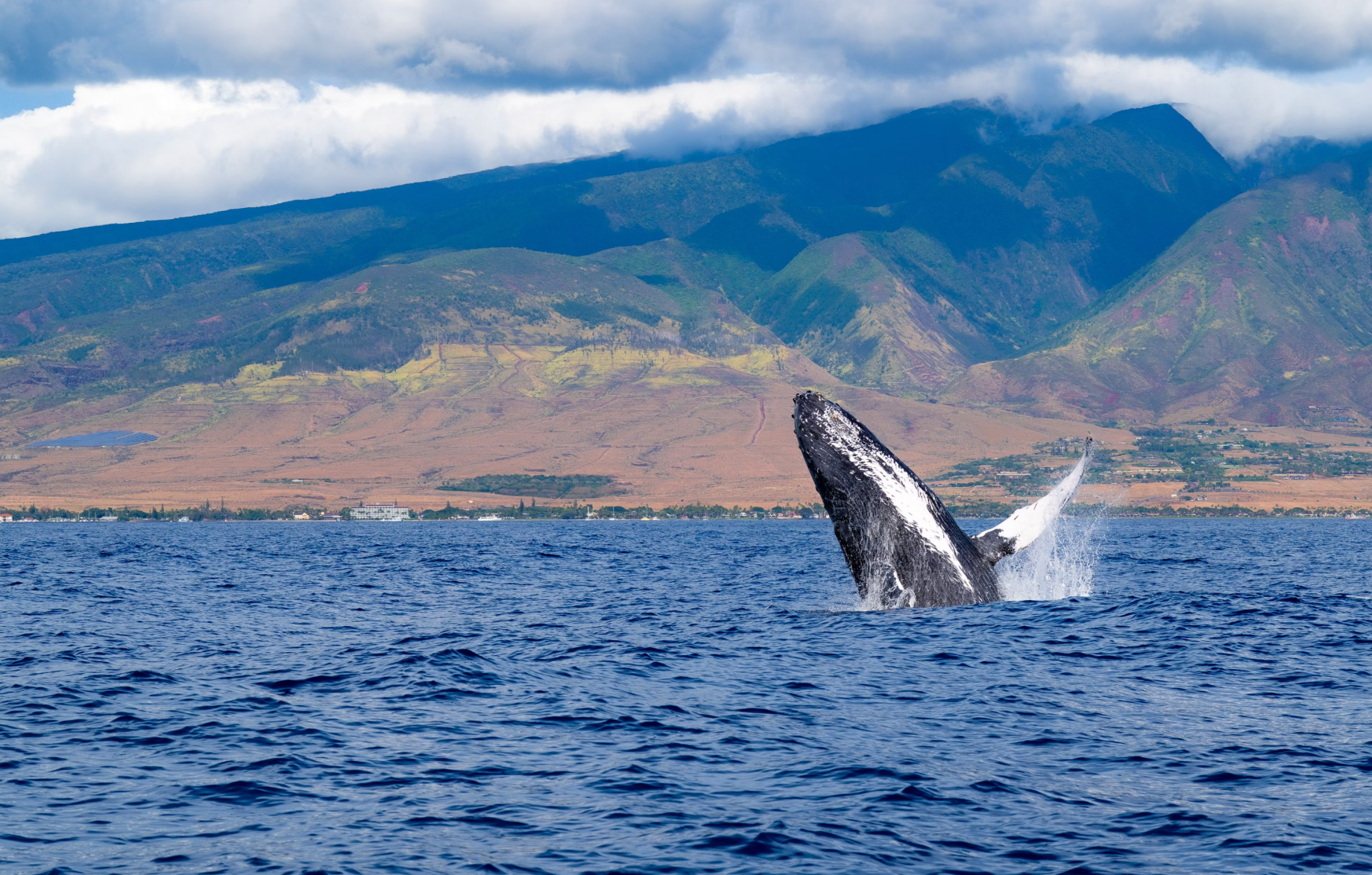 Whale Watching