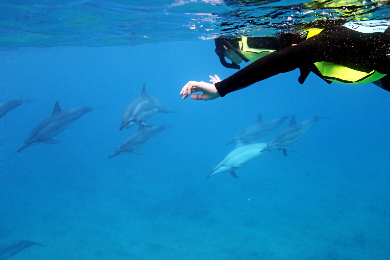 Swim With Dolphins Tour