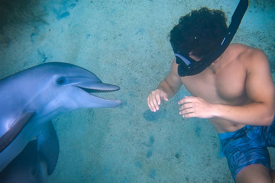 Swim With Dolphins