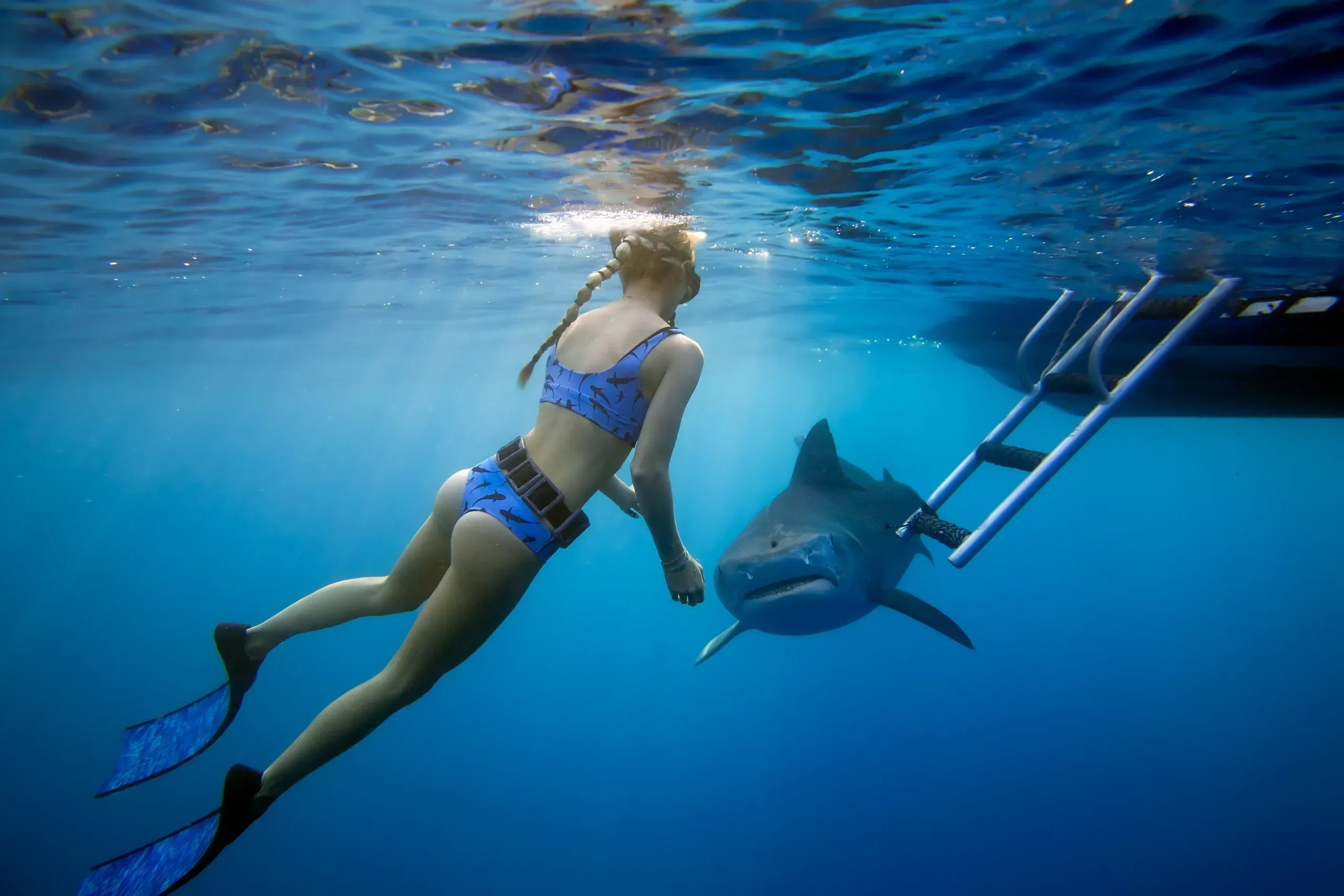 4 Shark Diving Tours in Oahu