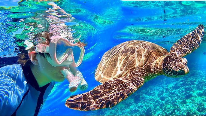 Experience Maui Turtle Tours Adventure Today!