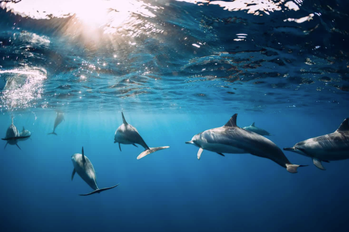 Lana'i Snorkel & Dolphin Watch