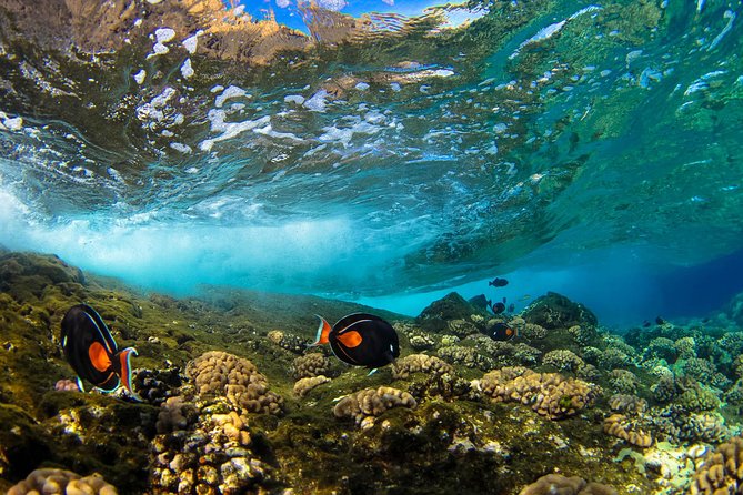 Molokini Wild Side