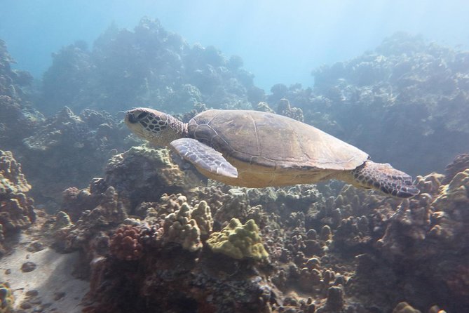 Molokini and Turtle Arches Snorkel (Ma'alea Harbor)