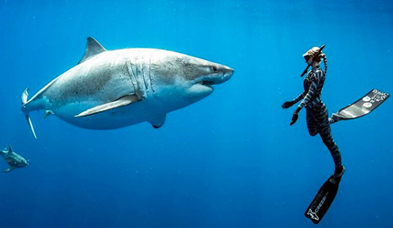 Oahu Shark Diving Tours