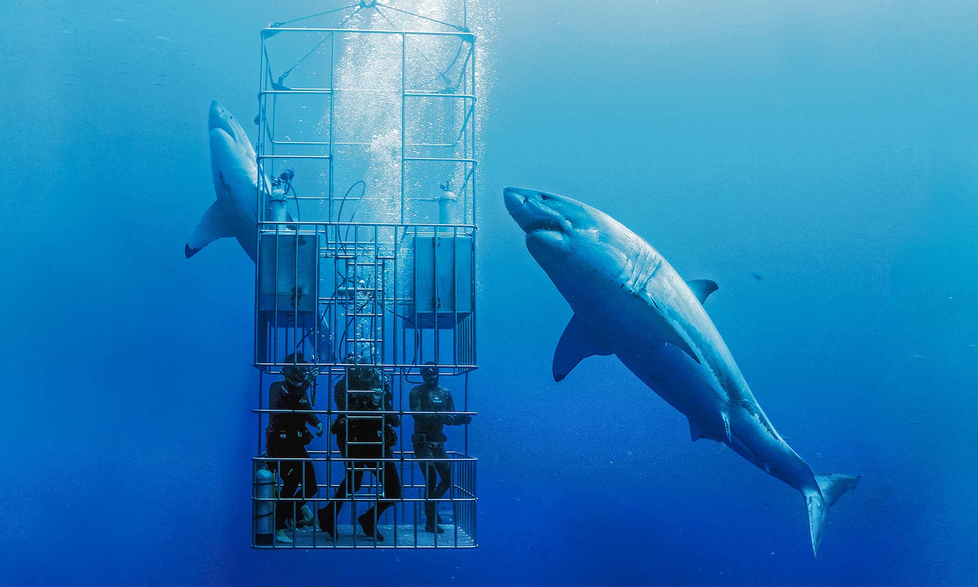 Shark Adventures - Cage Tours