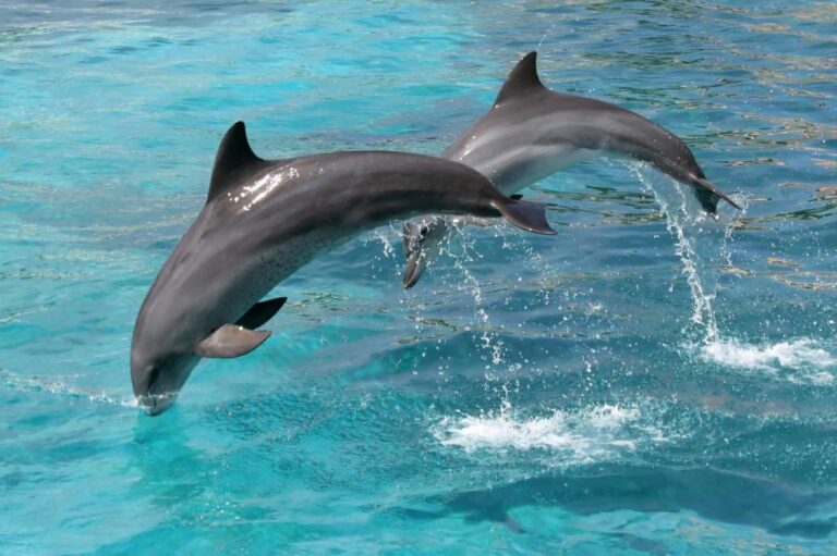 Swim With Dolphin Adventures