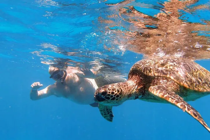 Turtle Tours in Oahu