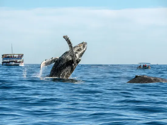 Whale Watching Oahu