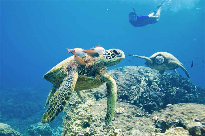 Wild Dolphins and Turtle Watching With Snorkeling Experience