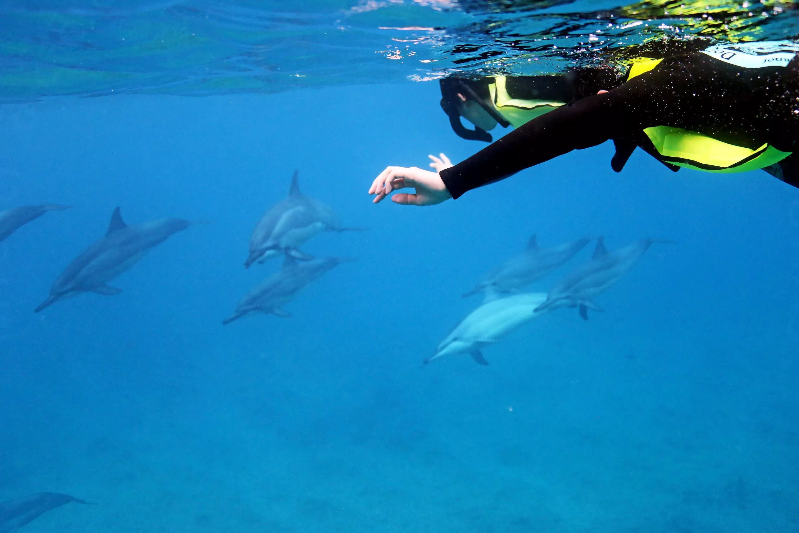 Wild Dolphins and Turtle Watching With Snorkeling Experience