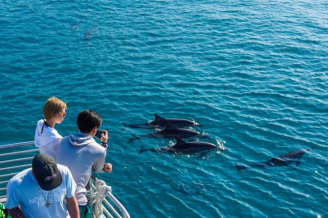 Wild Dolphins and Turtle Watching With Snorkeling Experience