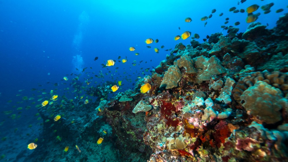 Wreck and Reef Dive