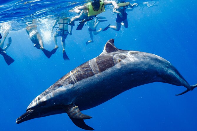 Dive In: Your Oahu Swim With Dolphins Adventure Awaits!