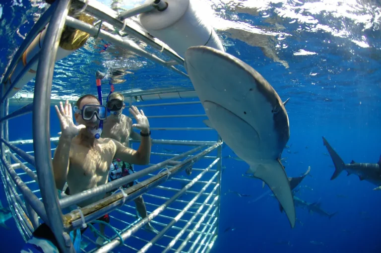 Cage Diving With Sharks